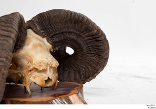 Skull Mouflon Ovis orientalis head horns skull 0045.jpg